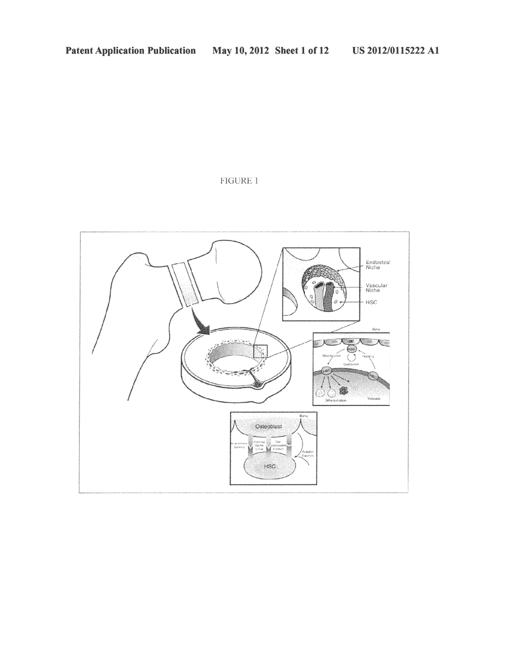 COMPOSITION AND METHOD FOR MAINTENANCE, DIFFERENTIATION, AND PROLIFERATION     OF STEM CELLS - diagram, schematic, and image 02