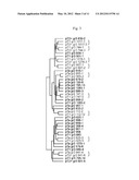 Expression of FABP4 and Other Genes Associated with Bladder Cancer     Progression diagram and image