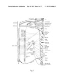 MICROWAVE CATHETER APPARATUSES, SYSTEMS, AND METHODS FOR RENAL     NEUROMODULATION diagram and image