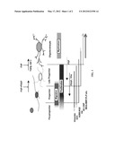 PRODUCTION OF OLIGODENDROCYTES FROM PLACENTA-DERIVED STEM CELLS diagram and image