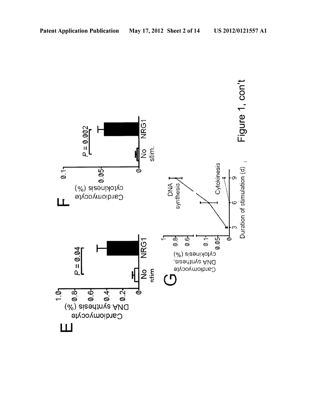 NEUREGULIN INDUCED PROLIFERATION OF CARDIOMYOCYTES - diagram, schematic, and image 03