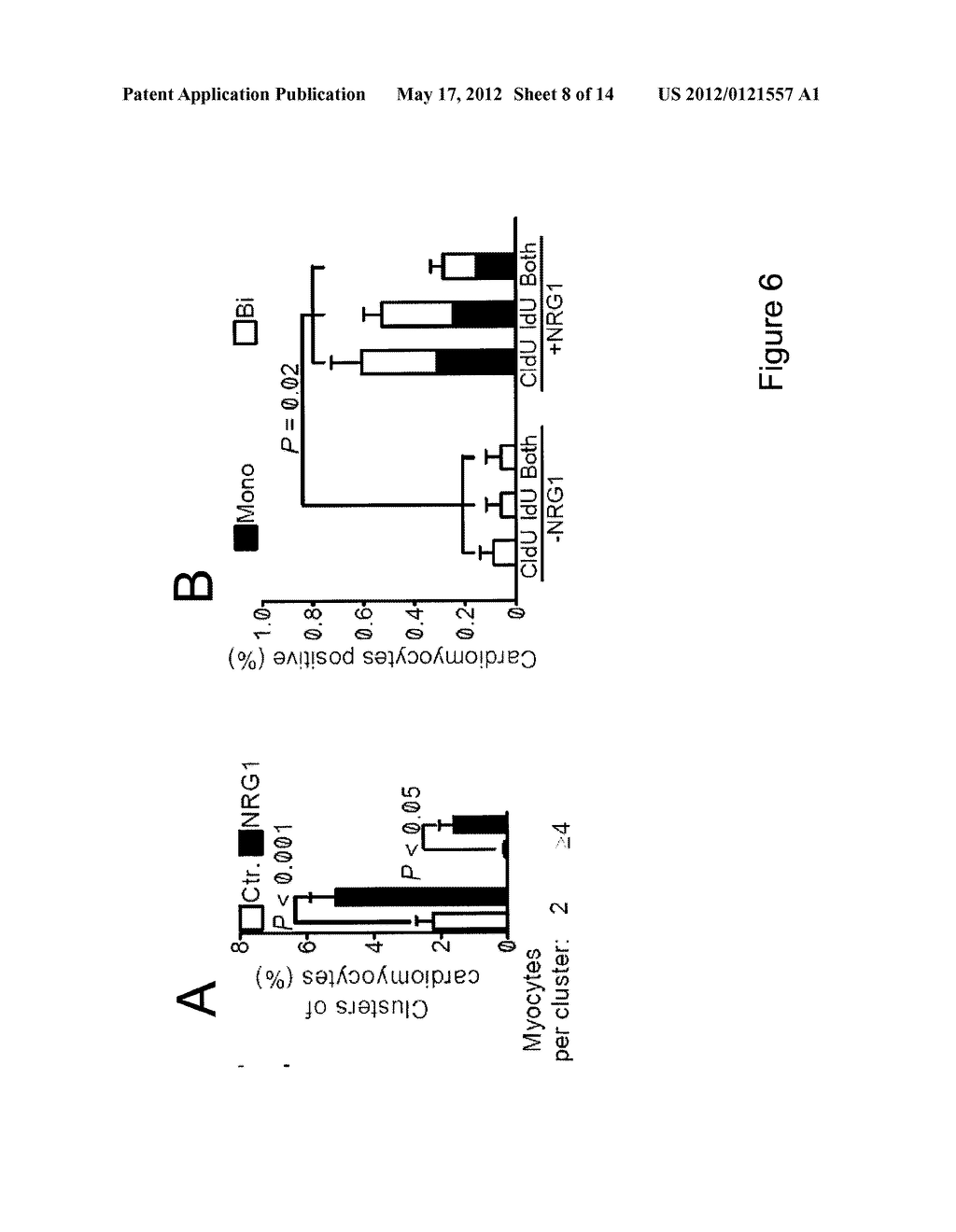 NEUREGULIN INDUCED PROLIFERATION OF CARDIOMYOCYTES - diagram, schematic, and image 09