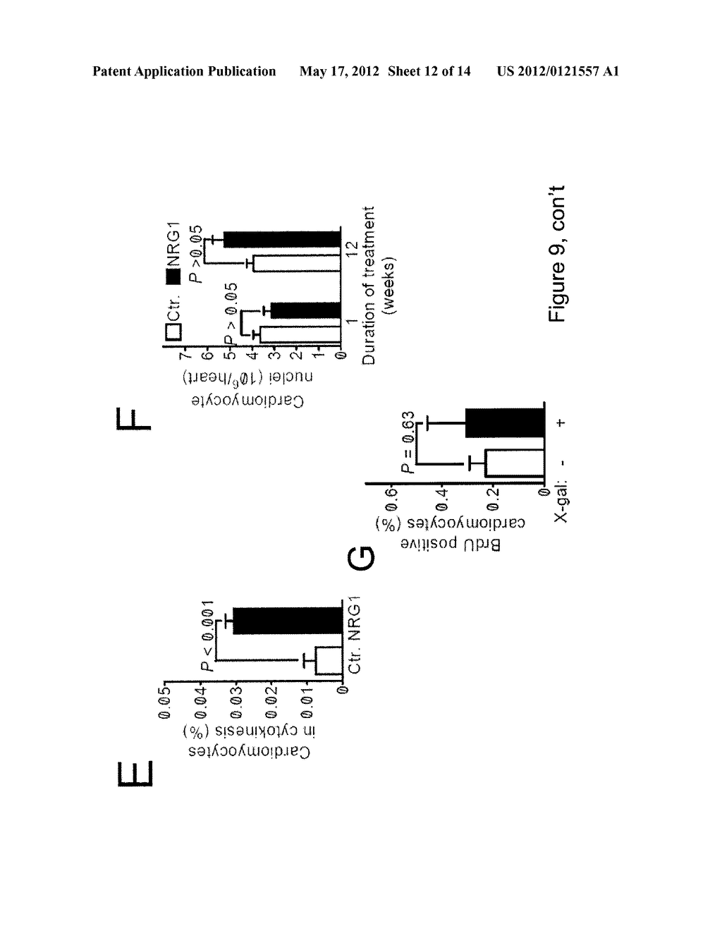 NEUREGULIN INDUCED PROLIFERATION OF CARDIOMYOCYTES - diagram, schematic, and image 13