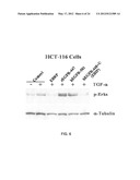 MODIFIED EGFR ECTODOMAIN diagram and image