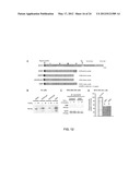 MODIFIED EGFR ECTODOMAIN diagram and image