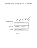 MODIFIED EGFR ECTODOMAIN diagram and image