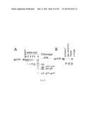 HIV CD4 BINDING SITE BASED COVALENT IMMUNOGEN COMPOSITIONS diagram and image