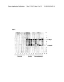 PROTEINS WITH REPETITIVE BACTERIAL-IG-LIKE (BIG) DOMAINS PRESENT IN     LEPTOSPIRA SPECIES diagram and image