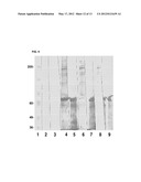 PROTEINS WITH REPETITIVE BACTERIAL-IG-LIKE (BIG) DOMAINS PRESENT IN     LEPTOSPIRA SPECIES diagram and image