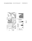 INFLUENZA VACCINE, COMPOSITION, AND METHODS OF USE diagram and image