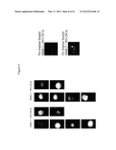 BONE VOID FILLERS diagram and image