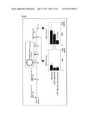 PREVENTATIVE OR THERAPEUTIC AGENT AND METHOD FOR IMMUNE DISEASE diagram and image