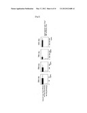 PREVENTATIVE OR THERAPEUTIC AGENT AND METHOD FOR IMMUNE DISEASE diagram and image