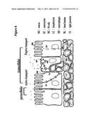 PHARMACEUTICAL COMPOSITION OF PEPTIDE DRUG AND ENZYME-INHIBITION COMPOUNDS diagram and image