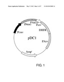 EXPRESSION VECTOR FOR PRODUCING PROTEIN DERIVED FROM FOREIGN GENE IN LARGE     QUANTITY USING ANIMAL CELLS, AND USE THEREOF diagram and image