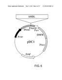 EXPRESSION VECTOR FOR PRODUCING PROTEIN DERIVED FROM FOREIGN GENE IN LARGE     QUANTITY USING ANIMAL CELLS, AND USE THEREOF diagram and image