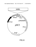 EXPRESSION VECTOR FOR PRODUCING PROTEIN DERIVED FROM FOREIGN GENE IN LARGE     QUANTITY USING ANIMAL CELLS, AND USE THEREOF diagram and image