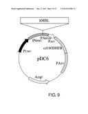 EXPRESSION VECTOR FOR PRODUCING PROTEIN DERIVED FROM FOREIGN GENE IN LARGE     QUANTITY USING ANIMAL CELLS, AND USE THEREOF diagram and image