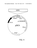 EXPRESSION VECTOR FOR PRODUCING PROTEIN DERIVED FROM FOREIGN GENE IN LARGE     QUANTITY USING ANIMAL CELLS, AND USE THEREOF diagram and image