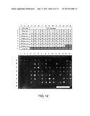 EXPRESSION VECTOR FOR PRODUCING PROTEIN DERIVED FROM FOREIGN GENE IN LARGE     QUANTITY USING ANIMAL CELLS, AND USE THEREOF diagram and image