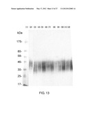 EXPRESSION VECTOR FOR PRODUCING PROTEIN DERIVED FROM FOREIGN GENE IN LARGE     QUANTITY USING ANIMAL CELLS, AND USE THEREOF diagram and image