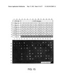 EXPRESSION VECTOR FOR PRODUCING PROTEIN DERIVED FROM FOREIGN GENE IN LARGE     QUANTITY USING ANIMAL CELLS, AND USE THEREOF diagram and image