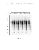 EXPRESSION VECTOR FOR PRODUCING PROTEIN DERIVED FROM FOREIGN GENE IN LARGE     QUANTITY USING ANIMAL CELLS, AND USE THEREOF diagram and image