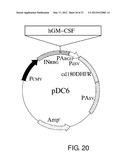 EXPRESSION VECTOR FOR PRODUCING PROTEIN DERIVED FROM FOREIGN GENE IN LARGE     QUANTITY USING ANIMAL CELLS, AND USE THEREOF diagram and image