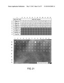 EXPRESSION VECTOR FOR PRODUCING PROTEIN DERIVED FROM FOREIGN GENE IN LARGE     QUANTITY USING ANIMAL CELLS, AND USE THEREOF diagram and image