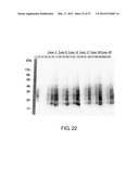 EXPRESSION VECTOR FOR PRODUCING PROTEIN DERIVED FROM FOREIGN GENE IN LARGE     QUANTITY USING ANIMAL CELLS, AND USE THEREOF diagram and image