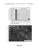 EXPRESSION VECTOR FOR PRODUCING PROTEIN DERIVED FROM FOREIGN GENE IN LARGE     QUANTITY USING ANIMAL CELLS, AND USE THEREOF diagram and image