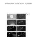 NEURAL PROGENITOR CELLS DERIVED FROM EMBRYONIC STEM CELLS diagram and image