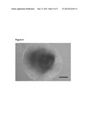 NEURAL PROGENITOR CELLS DERIVED FROM EMBRYONIC STEM CELLS diagram and image