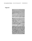 NEURAL PROGENITOR CELLS DERIVED FROM EMBRYONIC STEM CELLS diagram and image