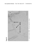 NEURAL PROGENITOR CELLS DERIVED FROM EMBRYONIC STEM CELLS diagram and image