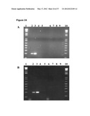 NEURAL PROGENITOR CELLS DERIVED FROM EMBRYONIC STEM CELLS diagram and image