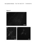 NEURAL PROGENITOR CELLS DERIVED FROM EMBRYONIC STEM CELLS diagram and image