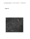 NEURAL PROGENITOR CELLS DERIVED FROM EMBRYONIC STEM CELLS diagram and image