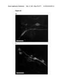 NEURAL PROGENITOR CELLS DERIVED FROM EMBRYONIC STEM CELLS diagram and image