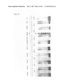 NEW BACTERIOPHAGE ADHESION PROTEINS diagram and image