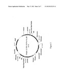 ANTI-T. CRUZI ANTIBODIES AND METHODS OF USE diagram and image