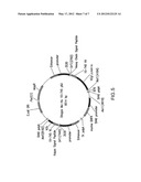 ANTI-T. CRUZI ANTIBODIES AND METHODS OF USE diagram and image