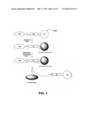 Self-immolative probes for enzyme activity detection diagram and image