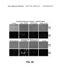 Self-immolative probes for enzyme activity detection diagram and image