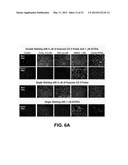 Self-immolative probes for enzyme activity detection diagram and image