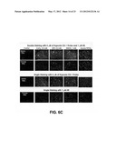 Self-immolative probes for enzyme activity detection diagram and image