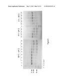 ACID-CLEVABLE LINKERS EXHIBITING ALTERED RATES OF ACID HYDROLYSIS diagram and image