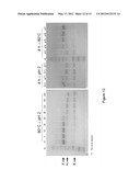 ACID-CLEVABLE LINKERS EXHIBITING ALTERED RATES OF ACID HYDROLYSIS diagram and image