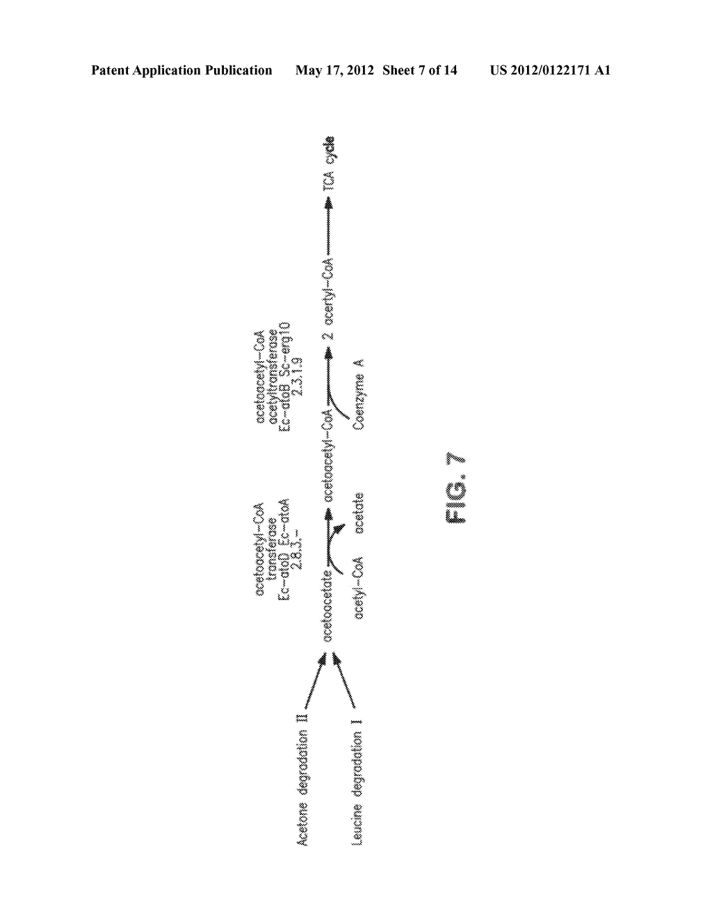 COMPOSITIONS AND METHODS FOR THE BIOSYNTHESIS OF 1,4-BUTANEDIOL AND ITS     PRECURSORS - diagram, schematic, and image 08