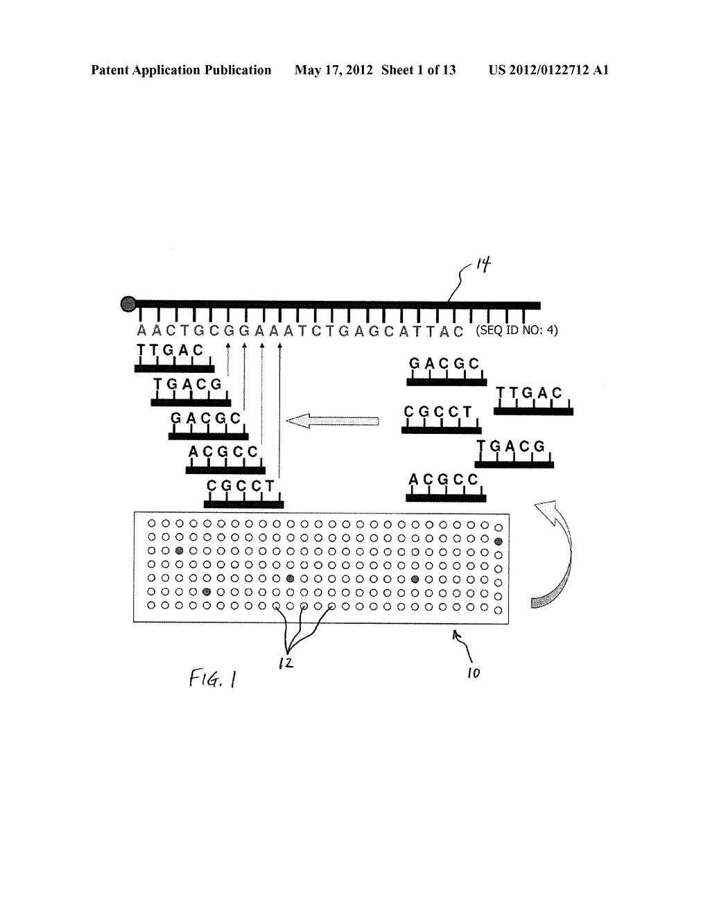 Methods for Sequencing a Biomolecule by Detecting Relative Positions of     Hybridized Probes - diagram, schematic, and image 02